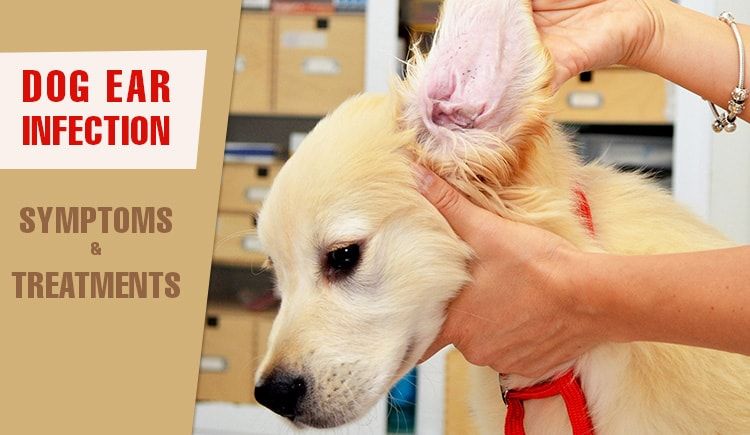 ear infection medicine for dogs