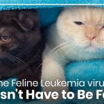 Feline Leukemia Symptoms Signs, Causes, and Care feline leukemia symptoms