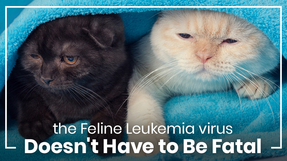 feline leukemia symptoms