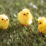 Feathers and Flavor: Exploring the World of Fluffy Chicken fluffy chicken
