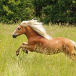 The Enchanting Haflinger Horse A Glimpse into a Graceful Breed haflinger horse