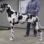 Harlequin Great Dane Majestic Elegance in a Gentle Giant harlequin great dane