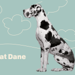 The Majestic Harlequin Great Dane:This Stunning Breed harlequin great dane