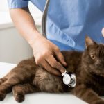 Heart Murmur in Cats Causes, Symptoms, and Treatment heart murmur in cats