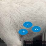 Listen Closely: Understanding Heart Murmur in Dogs heart murmur in dogs