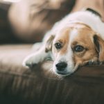 Your Furry Friend A Guide to Heartworm Medicine for Dogs heartworm medicine for dogs