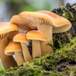 Todo lo que Debes Saber sobre Hongos Tipos, Usos y Beneficios hongos
