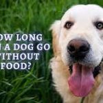 How Long Can a Dog Go Without Eating: A Critical Guide for Pet Owners how long can a dog go without eating