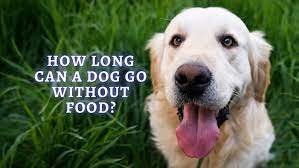 how long can a dog go without eating