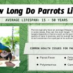 The Lifespan of Parrots How Long Do Parrots Live how long do parrots live