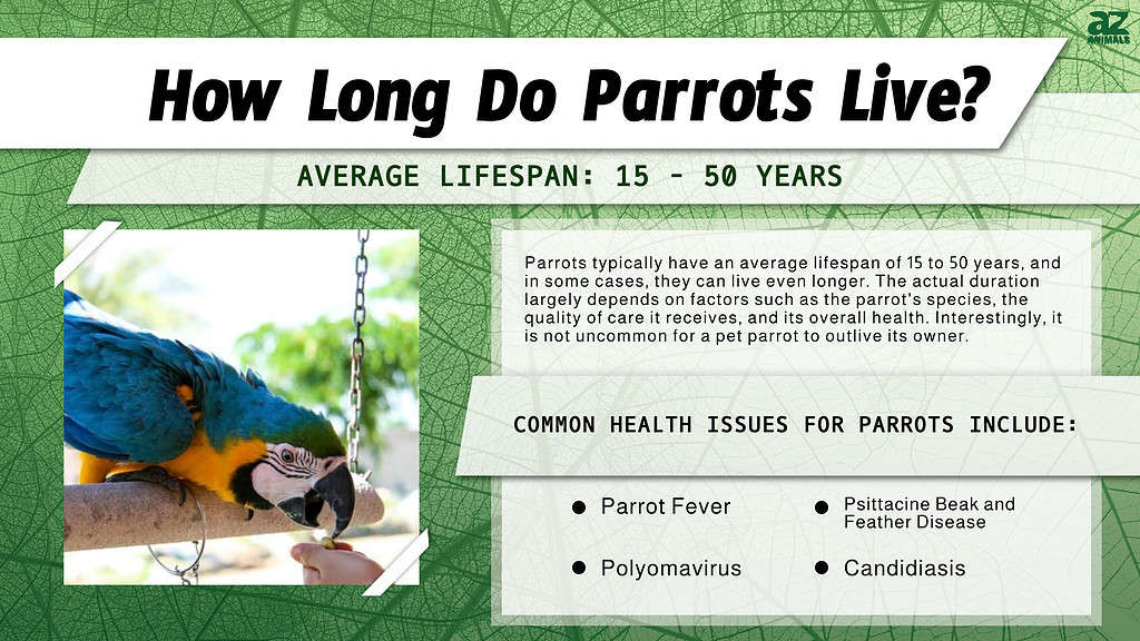 how long do parrots live