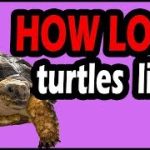 A Turtle’s Tale: Exploring the Fascinating Question – How Long Do Turtles Live? how long do turtles live