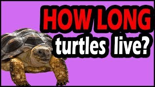 how long do turtles live