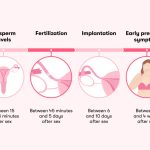 Demystifying Conception How Long Does It Take to Get Pregnant After Sex how long does it take to get pregnant after sex