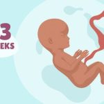 how many months is 13 weeks how many months is 13 weeks