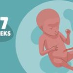 How Many Months is 17 Weeks? Decoding Pregnancy Milestones how many months is 17 weeks