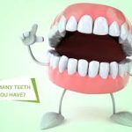 the Mystery: How Many Teeth Do Humans Have? how many teeth do humans have