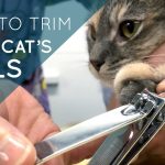Mastering the Art of Feline Paw-sicures: How to Cut Cat Nails how to cut cat nails