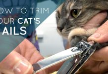 Mastering the Art of Feline Paw-sicures: How to Cut Cat Nails how to cut cat nails