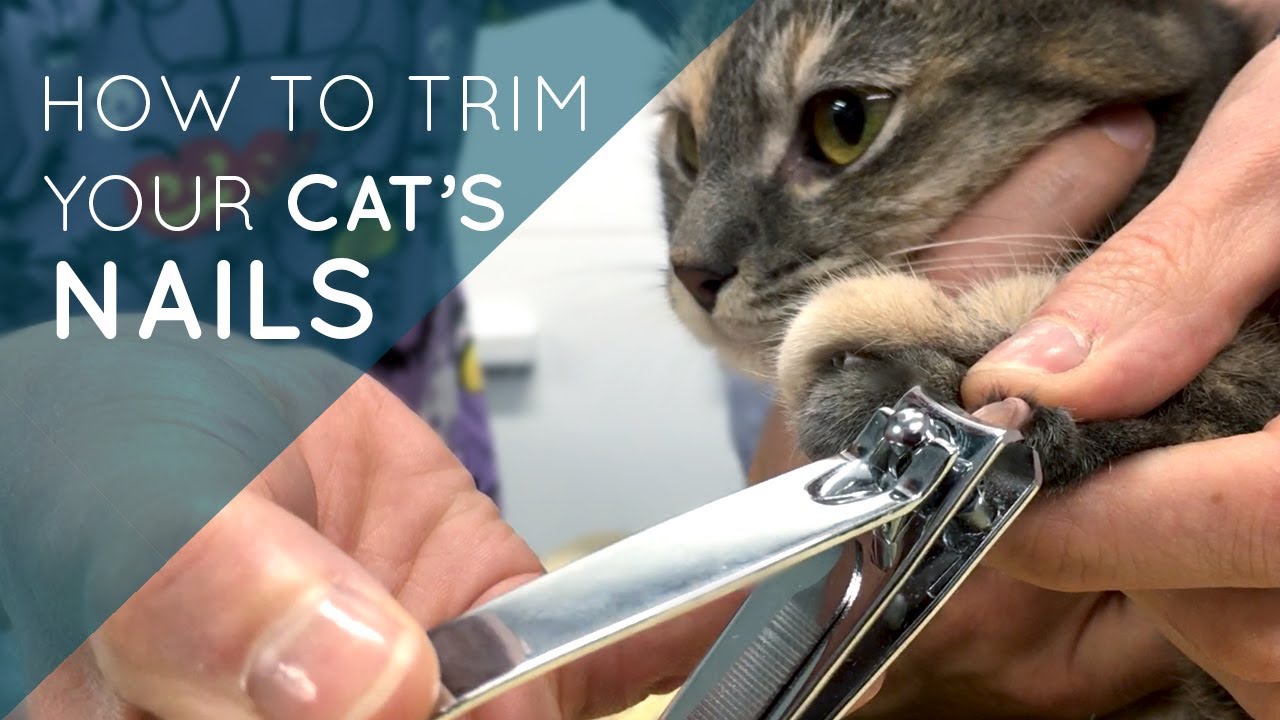 how to cut cat nails
