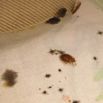 Detecting Bed Bugs: How to Know If You Have Bed Bugs in Your Home how to know if you have bed bugs