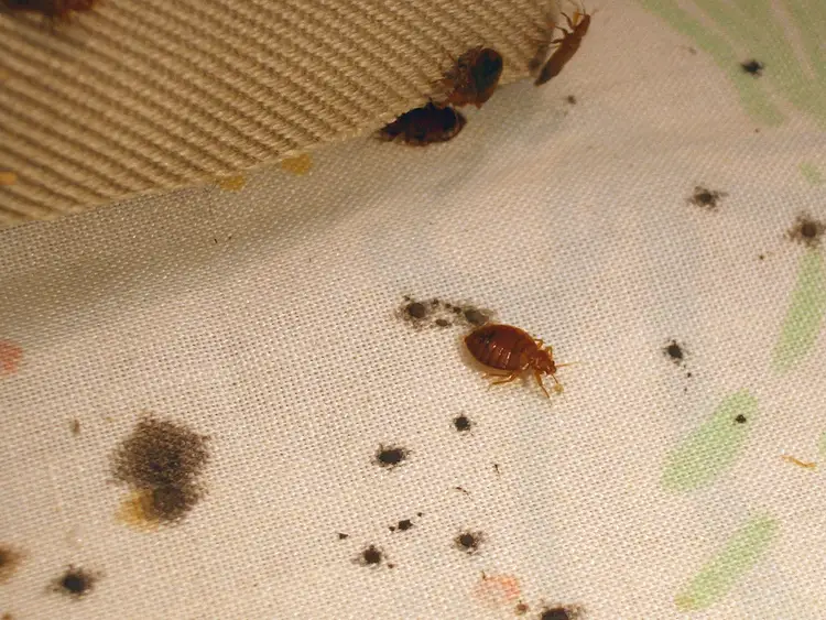 how to know if you have bed bugs