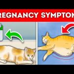 How to Tell if a Cat is Pregnant Signs and Tips for Cat Owners how to tell if a cat is pregnant