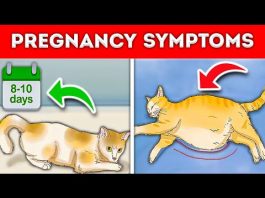 How to Tell if a Cat is Pregnant Signs and Tips for Cat Owners