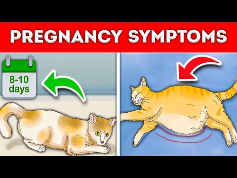how to tell if a cat is pregnant