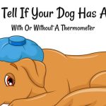 Unmasking Canine Fever: A Guide on How to Tell If Your Dog Has a Fever how to tell if dog has fever
