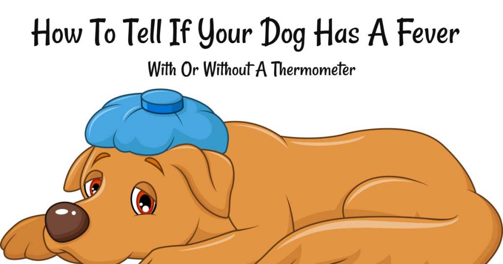 how to tell if dog has fever