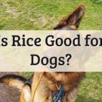 Is Rice Good for Dogs? A Comprehensive Guide to Canine Nutrition is rice good for dogs