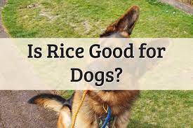 is rice good for dogs