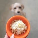 Is Rice Good for Dogs? A Comprehensive Guide to Canine Nutrition is rice good for dogs