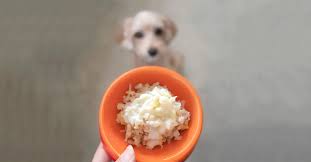 is rice good for dogs