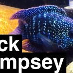 The Enigmatic Jack Dempsey Fish: A Guide for Aquarists jack dempsey fish