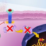 JAK Inhibitor Breakthroughs: Revolutionizing Medical Treatments jak inhibitor