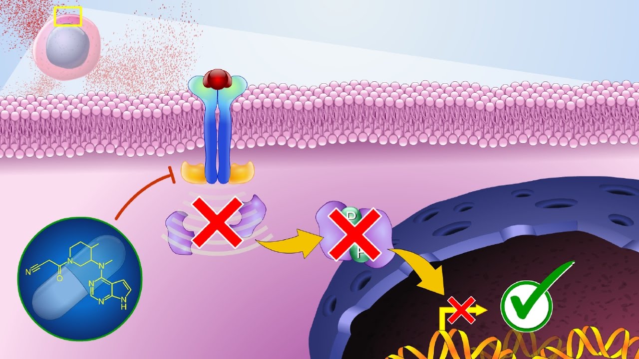 jak inhibitor