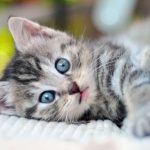 Adorable Kittens Your Guide to Welcoming Furry Friends into Your Home kittens