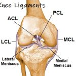 Knee Ligaments A Comprehensive Guide to Injury Prevention and Rehabilitation knee ligaments