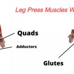 The Power of Leg Press Muscles Worked and Benefits leg press muscles worked