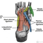 The Intricate Network the Ligaments of the Foot ligaments of the foot