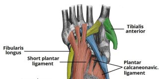 ligaments of the foot