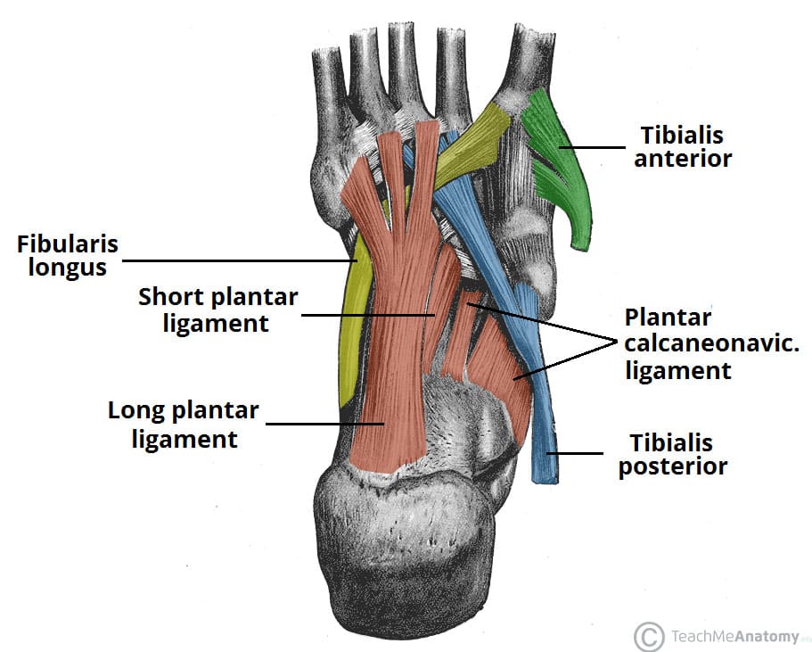ligaments of the foot