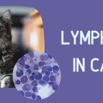 Feline Health Guide: Demystifying Lymphoma in Cats lymphoma in cats