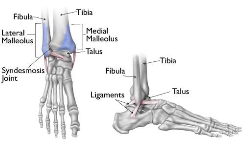 malleolus