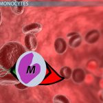 Monocytes Causes and Consequences of Low Monocyte Levels monocytes low