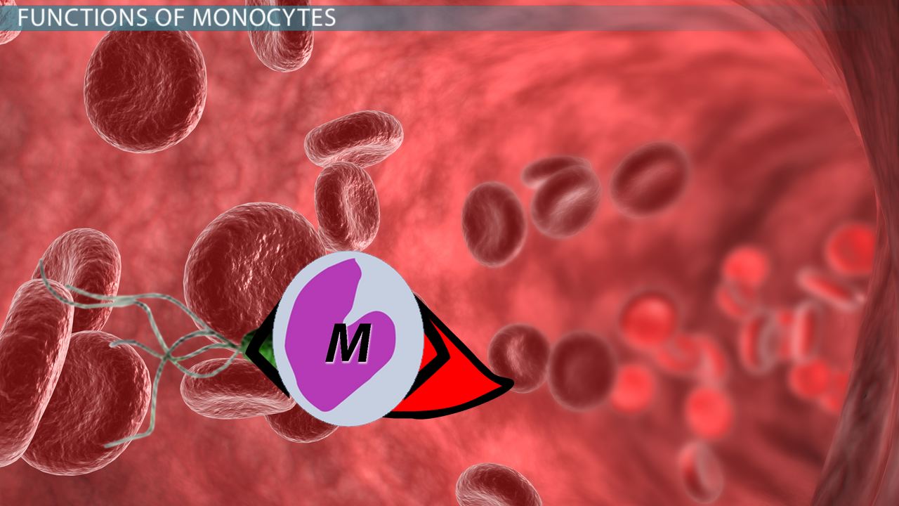 monocytes low