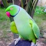 The Colorful Journey of a Parrot’s Lifespan parrot lifespan