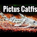 Exploring the Fascinating World of Pictus Catfish pictus catfish